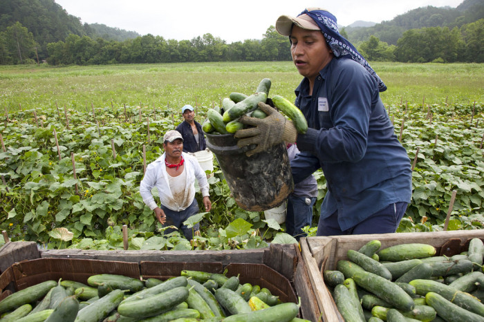 Migrant workers load cucumbers at farm in VA. Almost three-fourths of all hired US farm workers are immigrants, most of them unauthorized. Photo by Laura Elizabeth Pohl/Bread for the World.